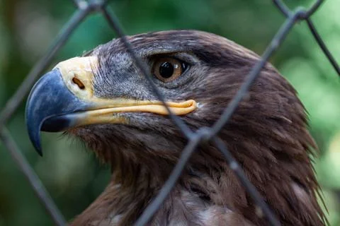 Golden Eagle in captivity Stock Photos
