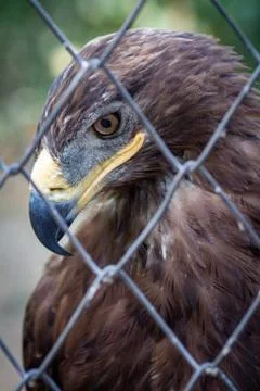 Golden Eagle in captivity Foto stock