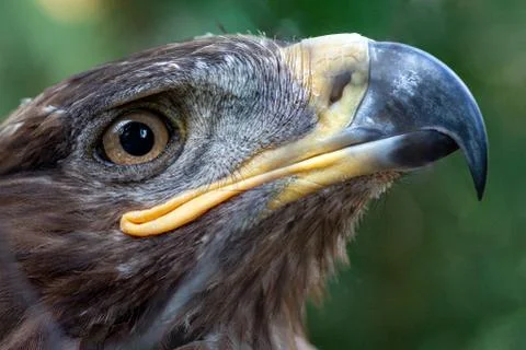 Golden Eagle in captivity Foto stock