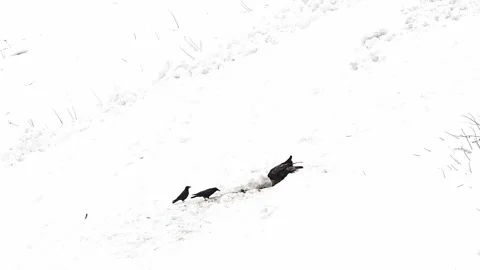 The golden eagle on a carcass (Aquila chrysaetos) Stock Footage 335674587
