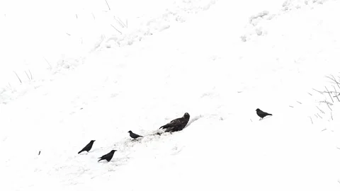 Golden eagle on carcass with flock of crows (Aquila chrysaetos) Stock Footage 335674586