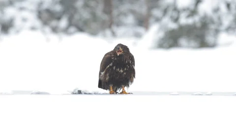 Golden Eagle with caught fish in snowy winter, snow in the forest habitat. Wildl Stock Footage 166095422