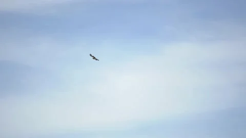 Golden eagle circles in the sky above the field in search of food Video stock 130773344