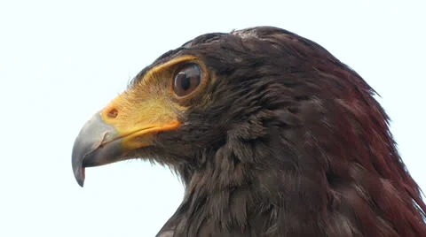 Golden eagle close up 01 Stock Footage 25540840