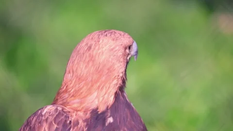 Golden eagle close-up against a background of green trees. Stock Footage 263912560