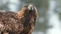 Golden Eagle close up alerted watching around in a winter scenery HD Footage