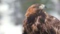 Golden Eagle close up alerted watching around in a winter scenery HD Footage