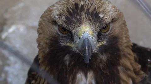 Golden eagle close up Stock Footage 90822190