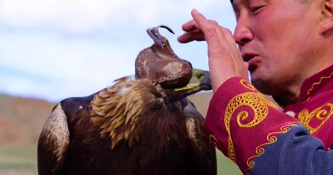 Golden eagle close-up with Kyrgyz eagle hunter during falconry demonstration Stock Footage 336760898