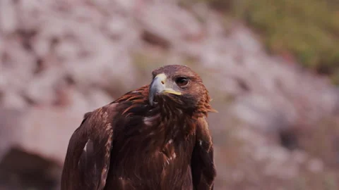 Golden Eagle Close Up in Mountains Stock Footage 320601614