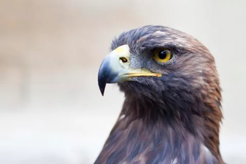 Golden eagle close-up Stock Photos