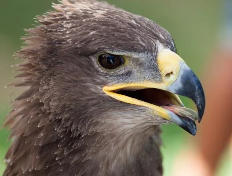 Golden eagle close up Stock Photos