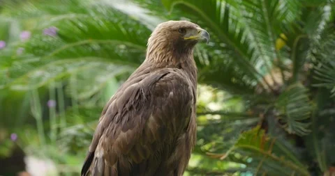 Golden eagle close-up portrait perched among green palm leaves outdoors Stock Footage 339739550