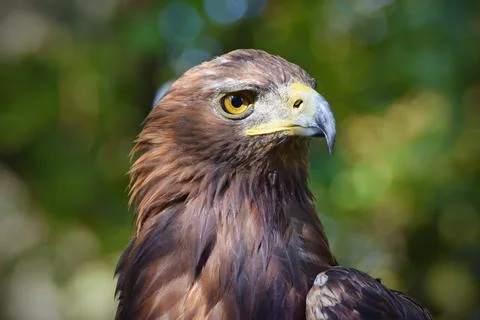 The Golden Eagle, close up portrait Stock Photos
