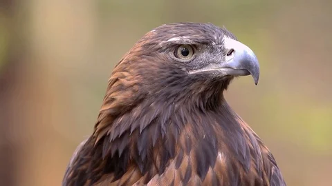 Golden Eagle Closeup Stock Footage 119175206