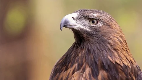 Golden Eagle Closeup Stock Footage 119175712