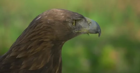 Golden eagle closeup Stock Footage 280490378