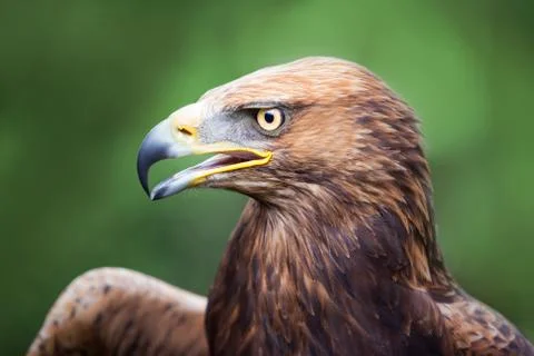 Golden eagle crossed with a russian steepe eagle Stock Photos