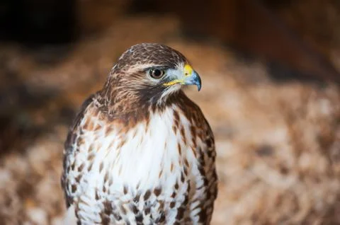 Golden eagle in daylight Stockfoto's