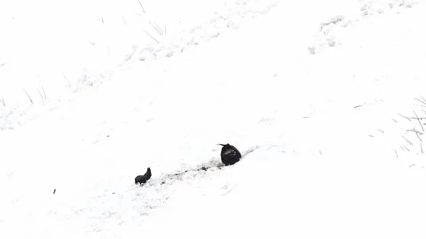Golden eagle on dead mammal mobbed by crows (Aquila chrysaetos) Stock Footage 335676196