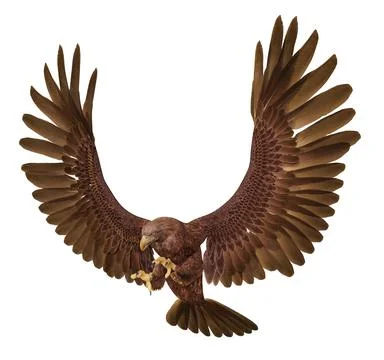 Golden eagle eagle isolated on white background Stock Illustration