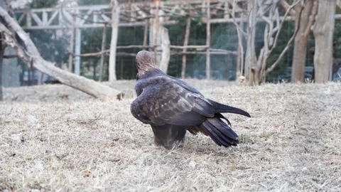 Golden eagle eagle observing the running action on the ground Stock Footage 230221076