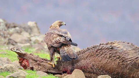 Golden eagle eating carcass Stock-Footage 99478074
