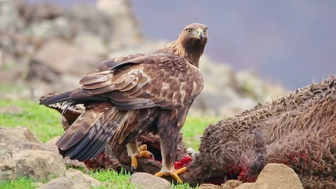 Golden eagle eating carcass Stock Footage 99478146