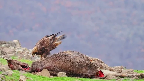 Golden eagle eating carcass Stock Footage 99478338