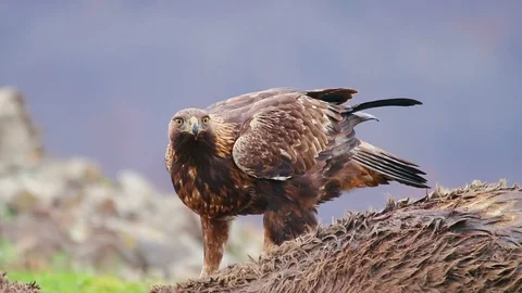 Golden eagle eating carcass Video stock 99478376