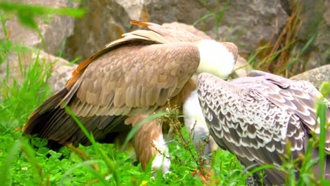Golden eagle eating prey in the forest Video stock 288646950