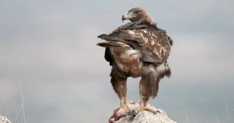 Golden Eagle eating rabbit on a windy rock Stock Footage 101844867