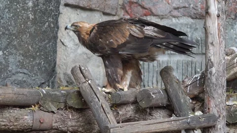 Golden eagle eats meat in the Moscow Zoo Stock Footage 246745505