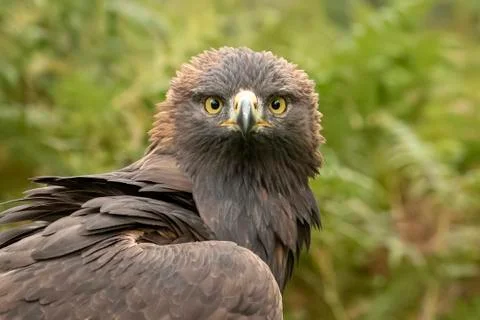 Golden Eagle (Eddie) Stock Photos