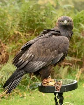 Golden Eagle (Eddie) Stock Photos