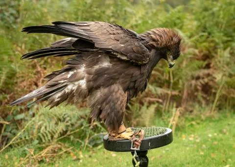 Golden Eagle (Eddie) Stock Photos