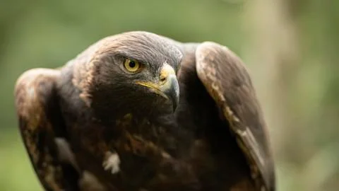 Golden Eagle (Eddie) Stock Photos