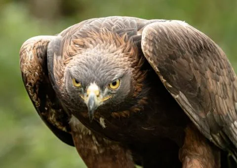Golden Eagle (Eddie) Stock Photos