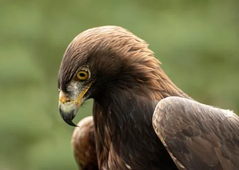 Golden Eagle (Eddie) Stock Photos