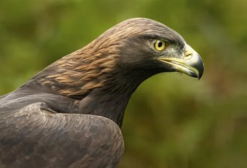 Golden Eagle (Eddie) Stock Photos