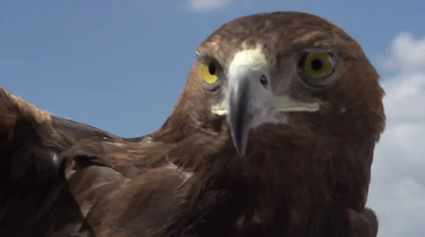 Golden Eagle Examines Area HD Видео 59913998