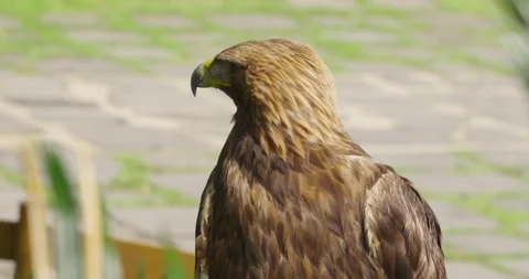 Golden Eagle Extreme Close Up Sharp Hooked Beak and Piercing Eyes Stock Footage 341549018
