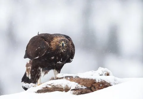 Golden Eagle in the falling snow in winter Stock Photos