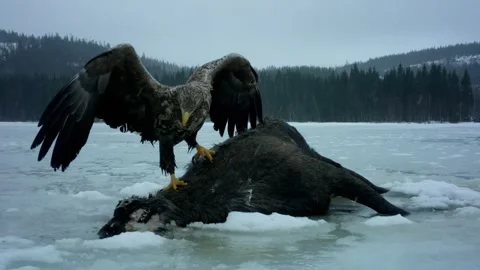 Golden Eagle Feeding on Carcass Stock Footage 345949231