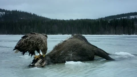 Golden Eagle Feeding on Carcass Stock Footage 345959403