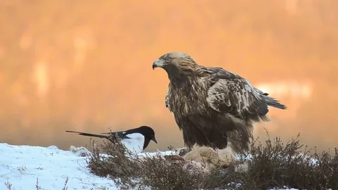 Golden eagle feeding on a deer 動画素材 94348529