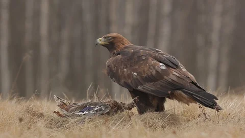 Golden Eagle, feeding on killed duck in the nature forest habitat. Видео 88027903