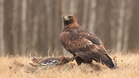 Golden Eagle, feeding on killed duck in the nature forest habitat. Видео 88027996