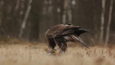 Golden Eagle, feeding on killed duck in the nature forest habitat. Stock Footage 88028203