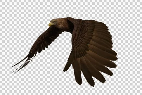 Golden Eagle flapping wings, 3D illustration isolated on transparent backgrou Stock Illustration